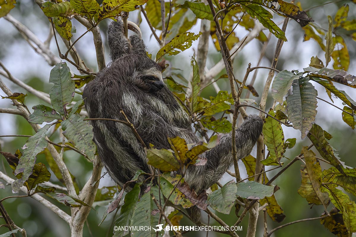 Brown-throated Three Toed Sloth with baby in the Amazon.
