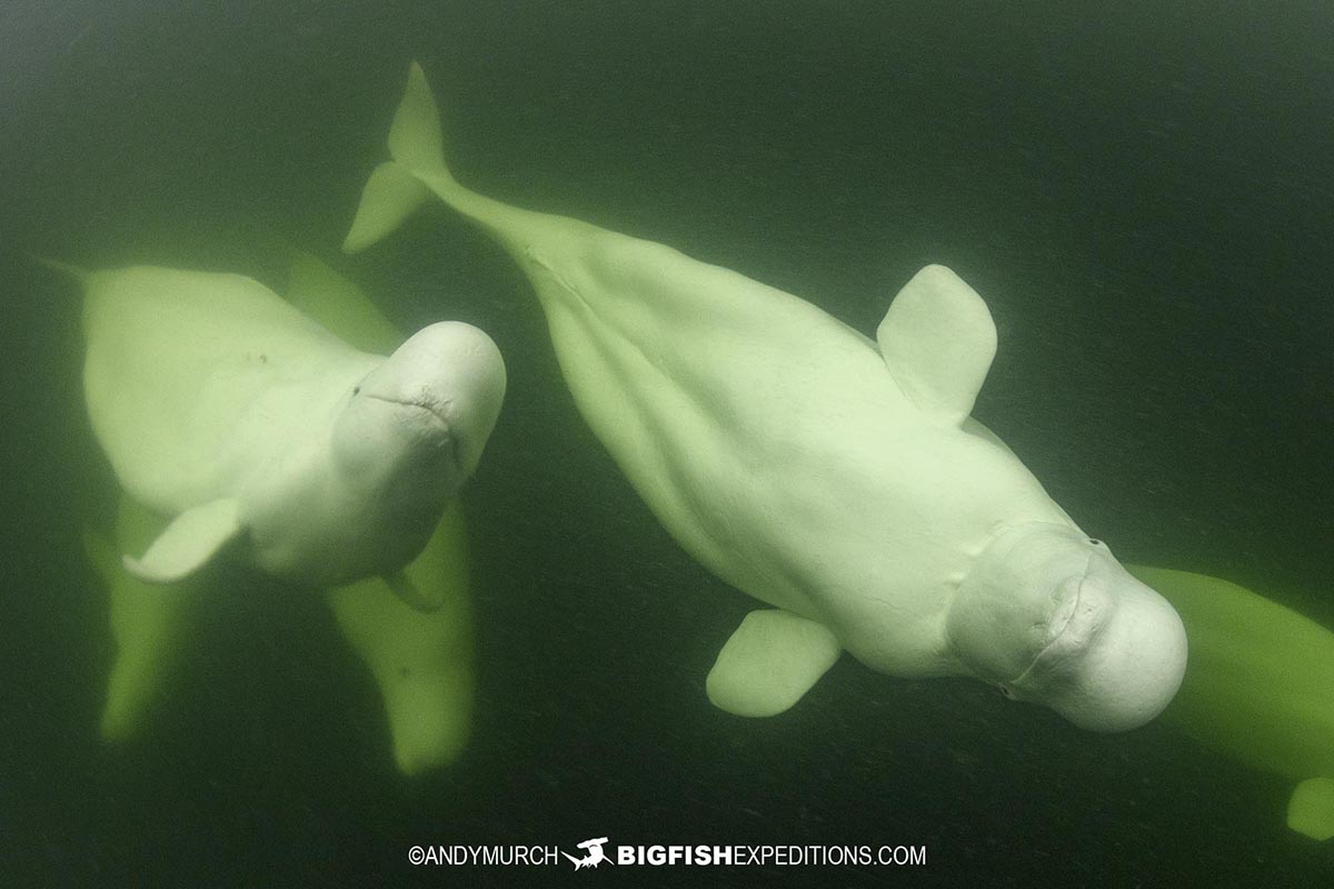 Snorkeling with Beluga Whales in Churchill.