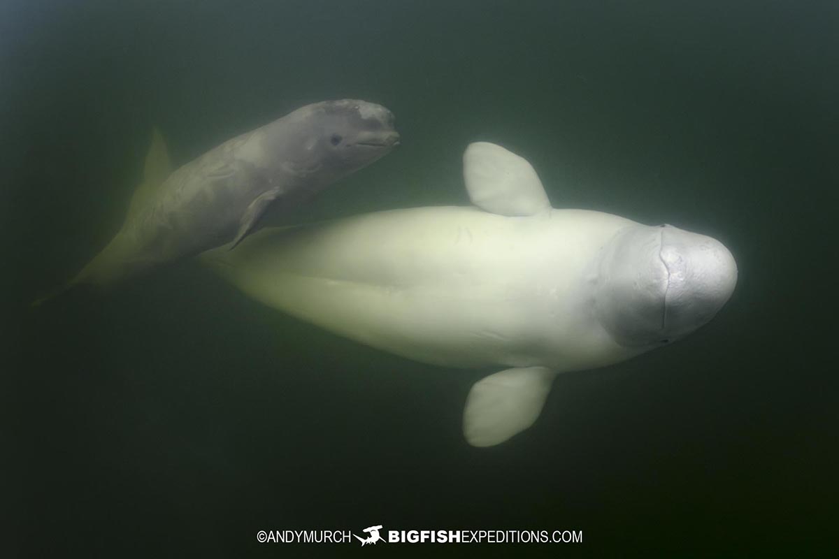 Snorkeling with a Beluga Whale mother and calf in Churchill.