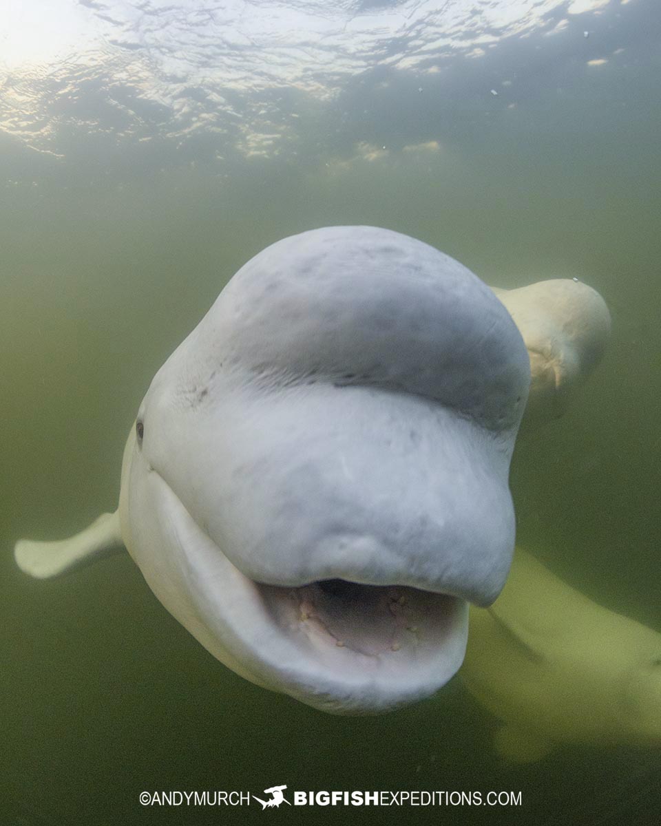 Snorkeling with Beluga Whales in Churchill.