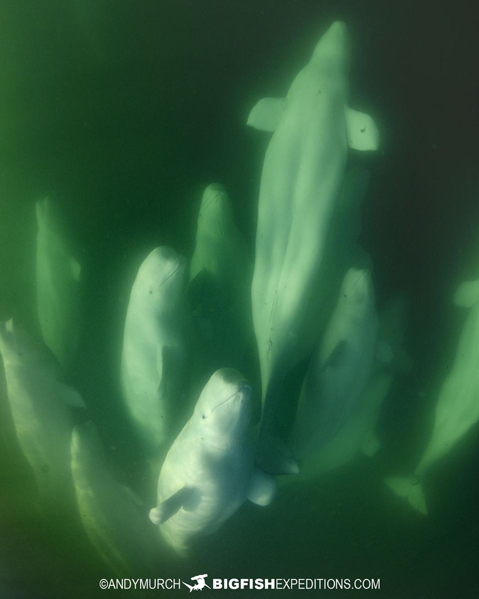 Snorkeling with Beluga Whales in Churchill.