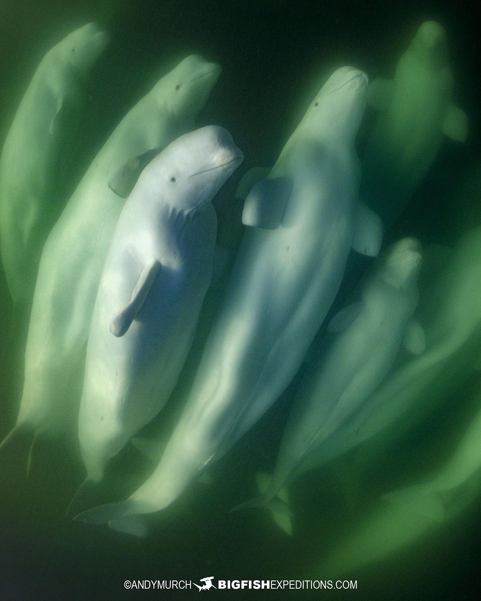 Snorkeling with Beluga Whales in Churchill.