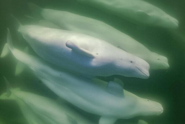 Snorkeling with Beluga Whales in Churchill.