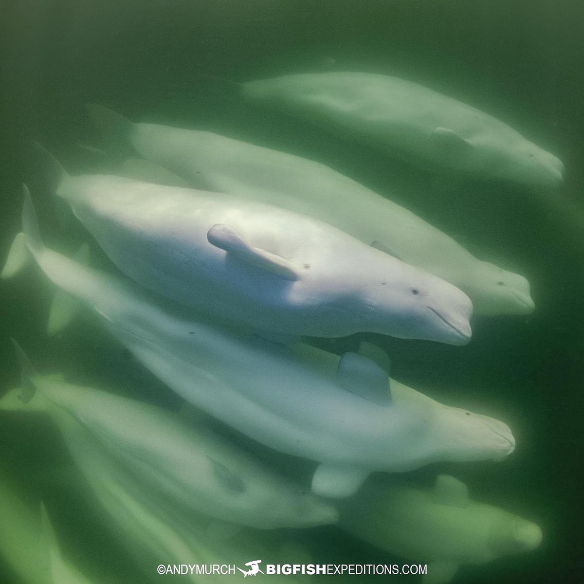 Snorkeling with Beluga Whales in Churchill.