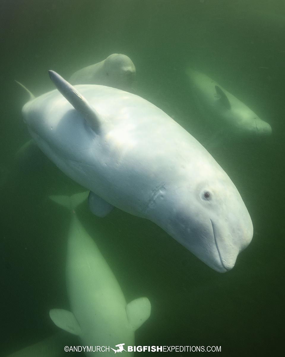 Snorkeling with Beluga Whales in Churchill.