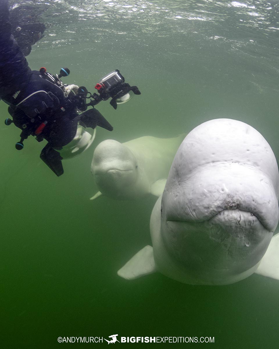 Snorkeling with Beluga Whales in Churchill.