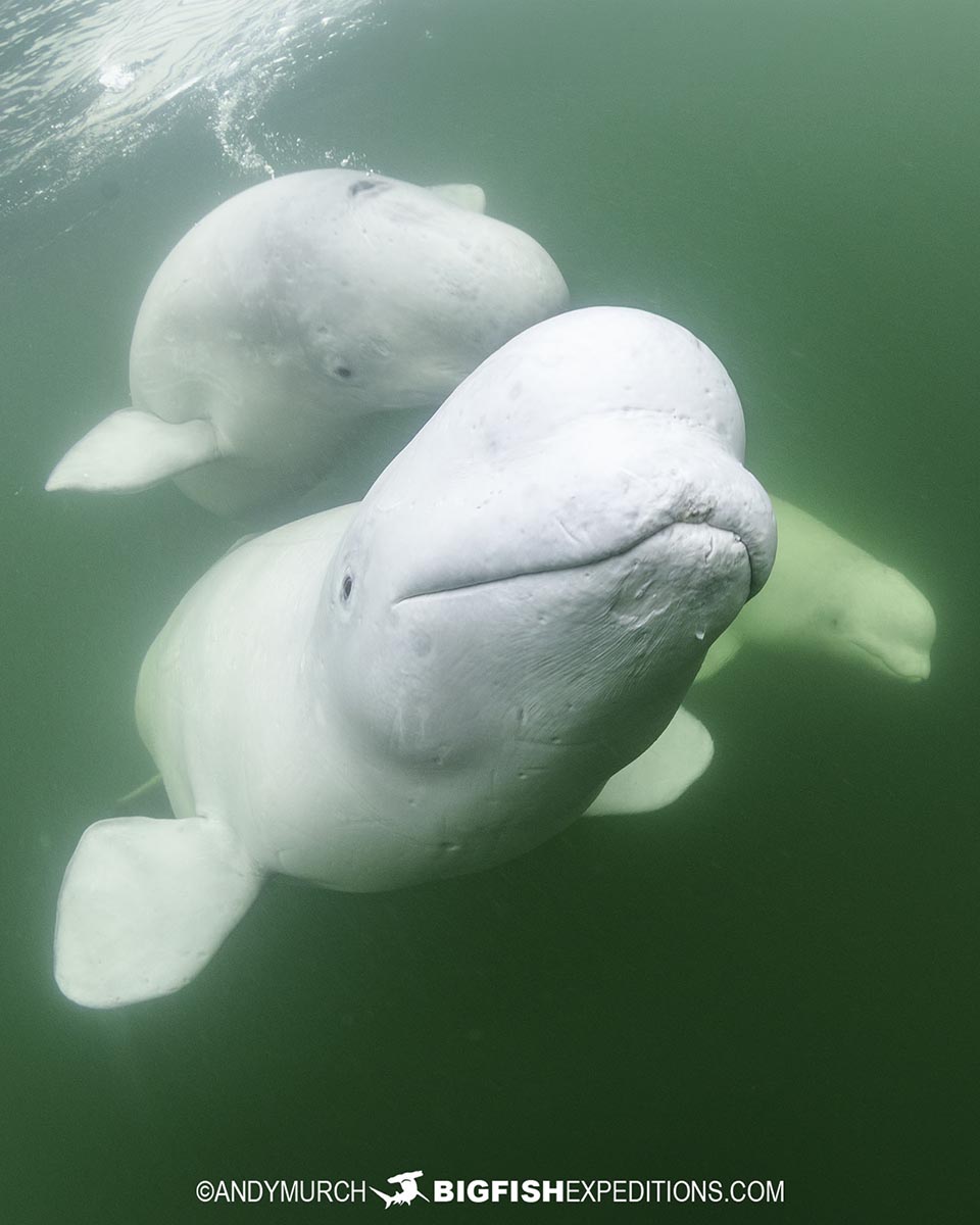 Snorkeling with Beluga Whales in Churchill.