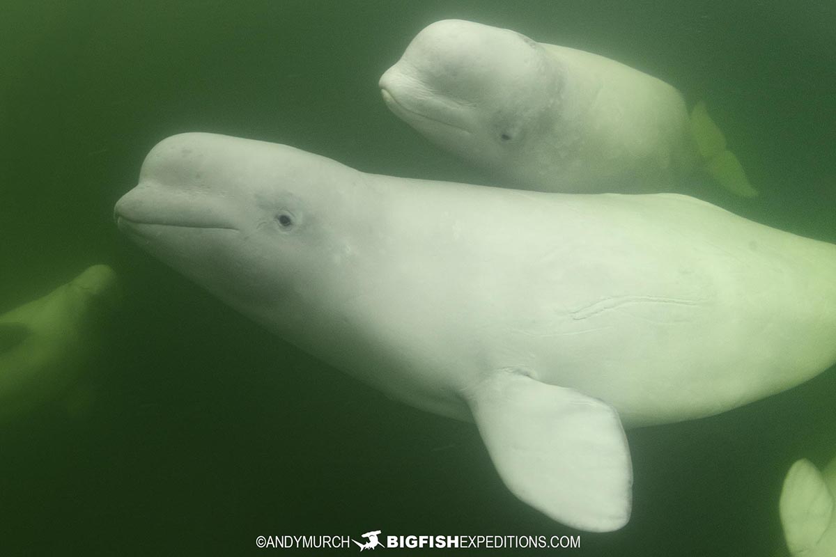 Snorkeling with Beluga Whales in Churchill.