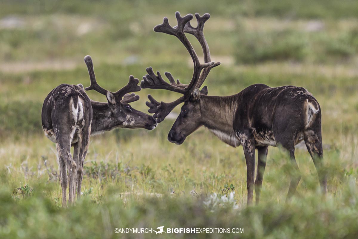 Barren Ground Caribou on the tundra near Churchill.