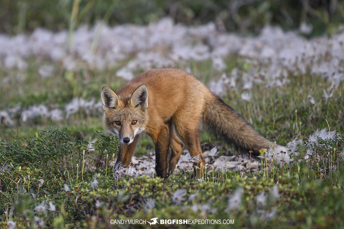 Fox on the tundra near Churchill.