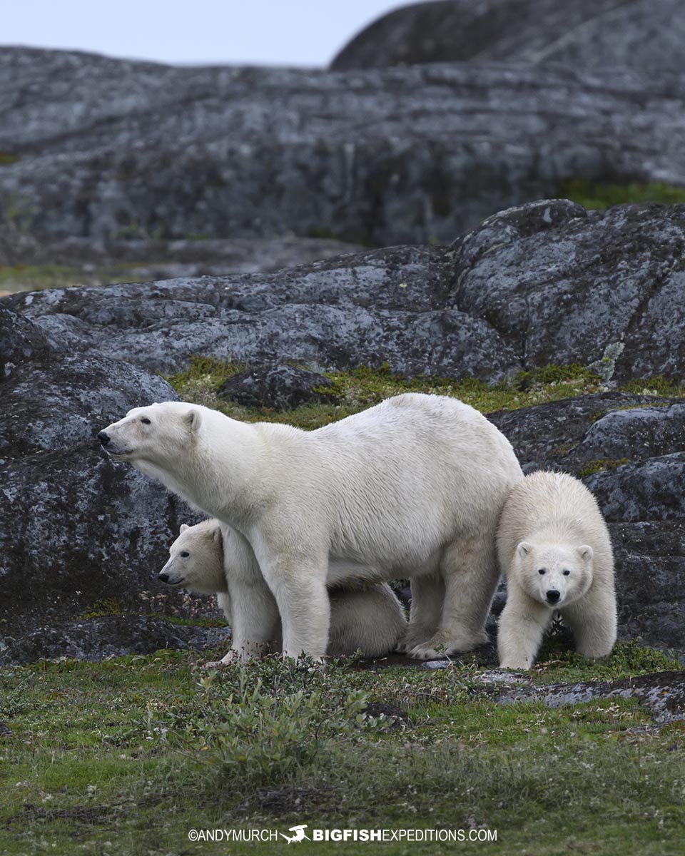 Polar Bear tour on a summertime Beluga trip.