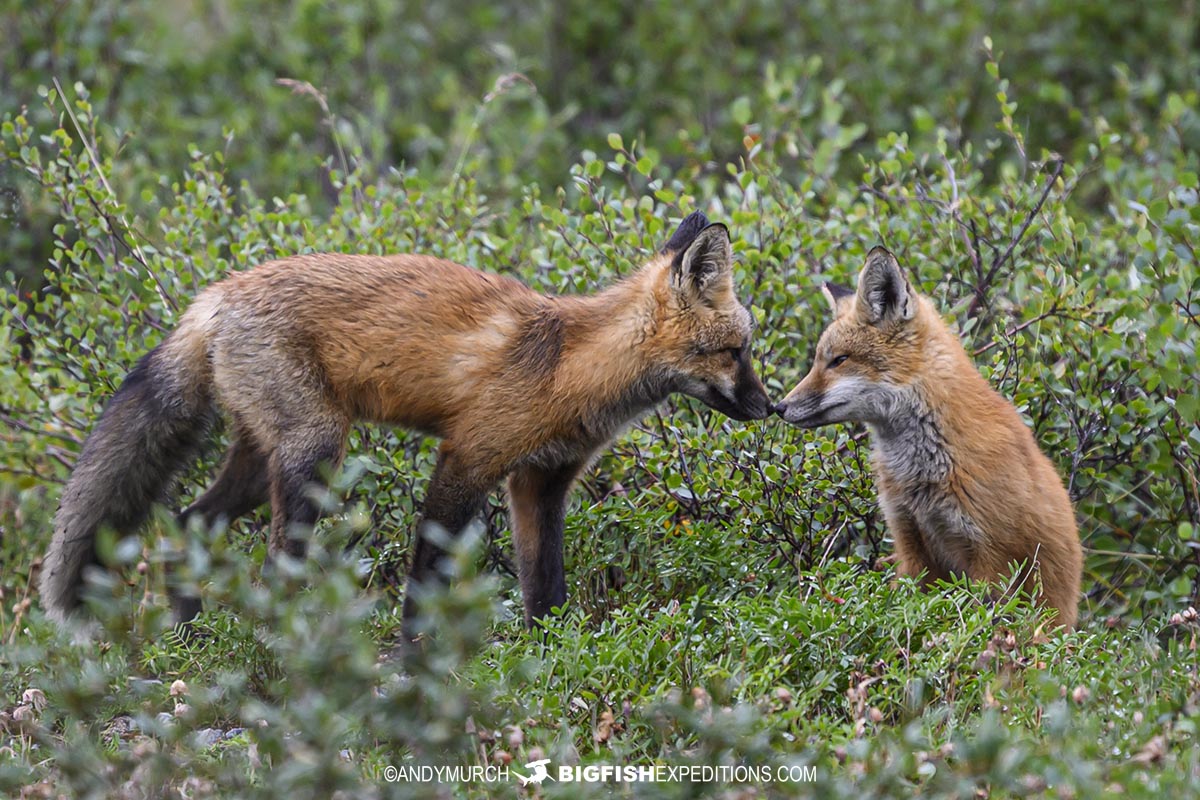Foxes on the tundra near Churchill.