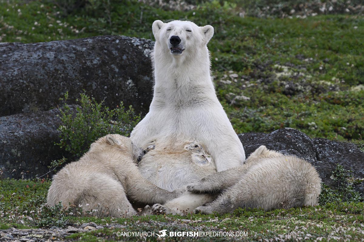 Polar Bear nursing her cubs on a summertime Beluga trip.