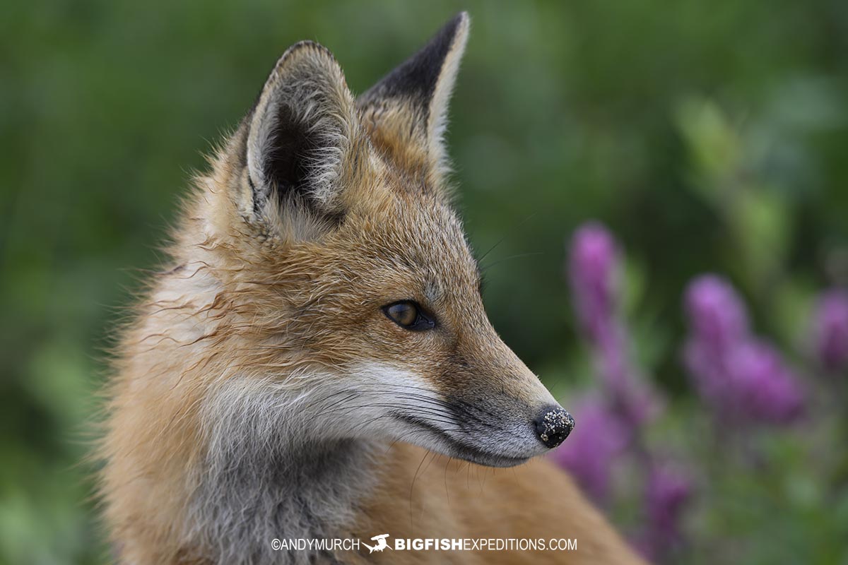 Foxes on the tundra near Churchill.