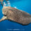 Whale Shark Snorkeling Expedition 2026
