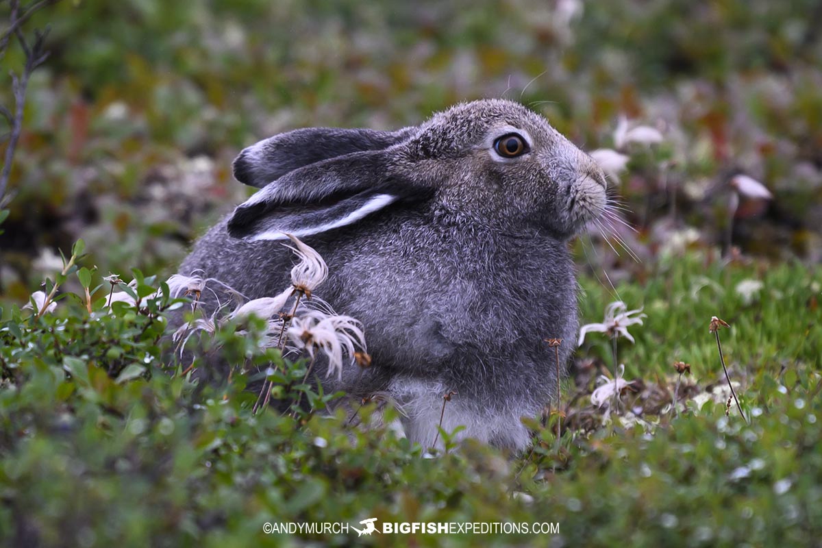 Arctic Hare on the tundra near Churchill.