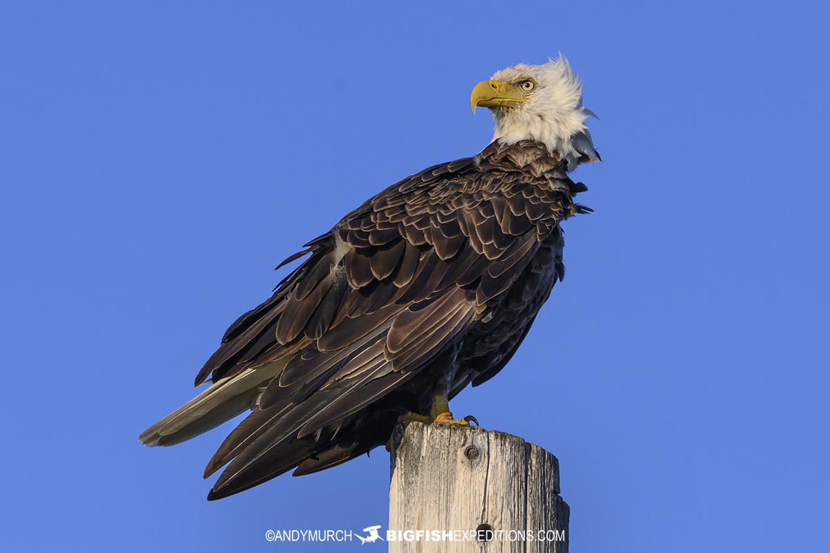 Bald Eagle on the tundra near Churchill.