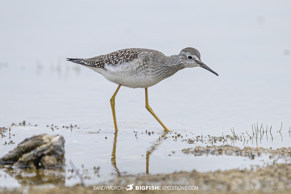 Hudsonian Godwit on the tundra near Churchill.