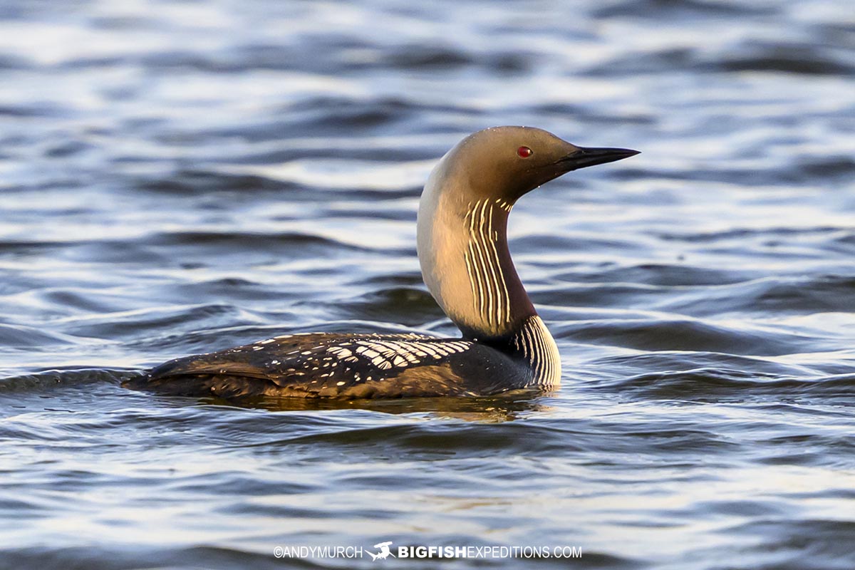 Pacific Loon on the tundra near Churchill.