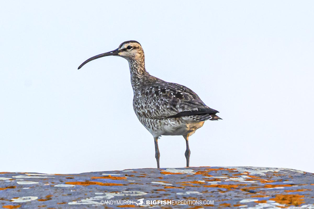 Whimbrel on the tundra near Churchill.