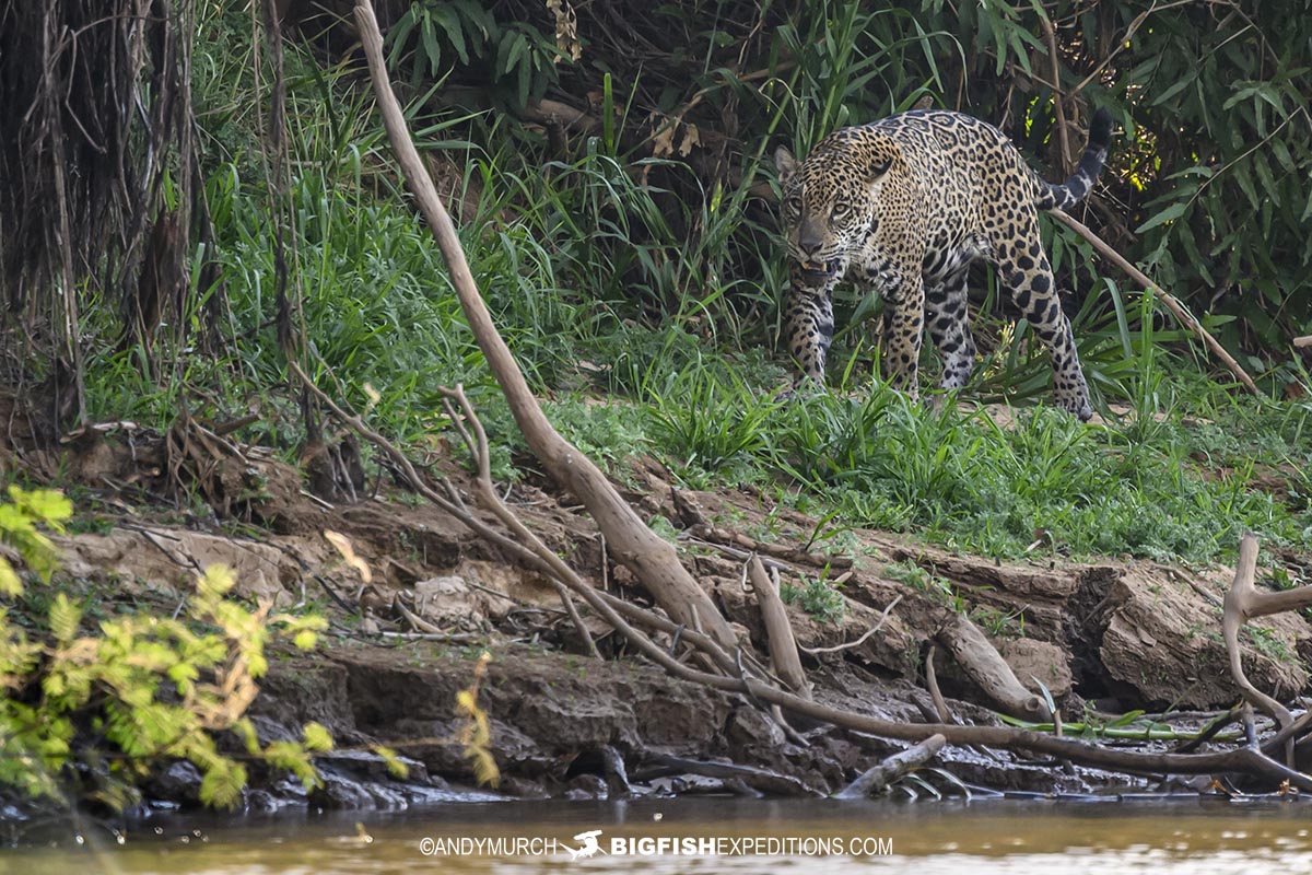 Apeiara a Jaguar.