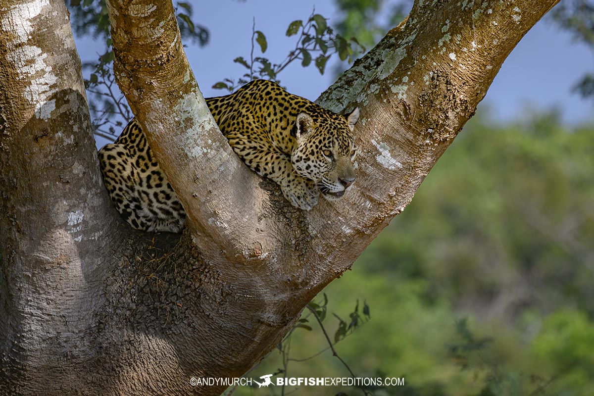 Beautiful Jaguar Photography Tour.