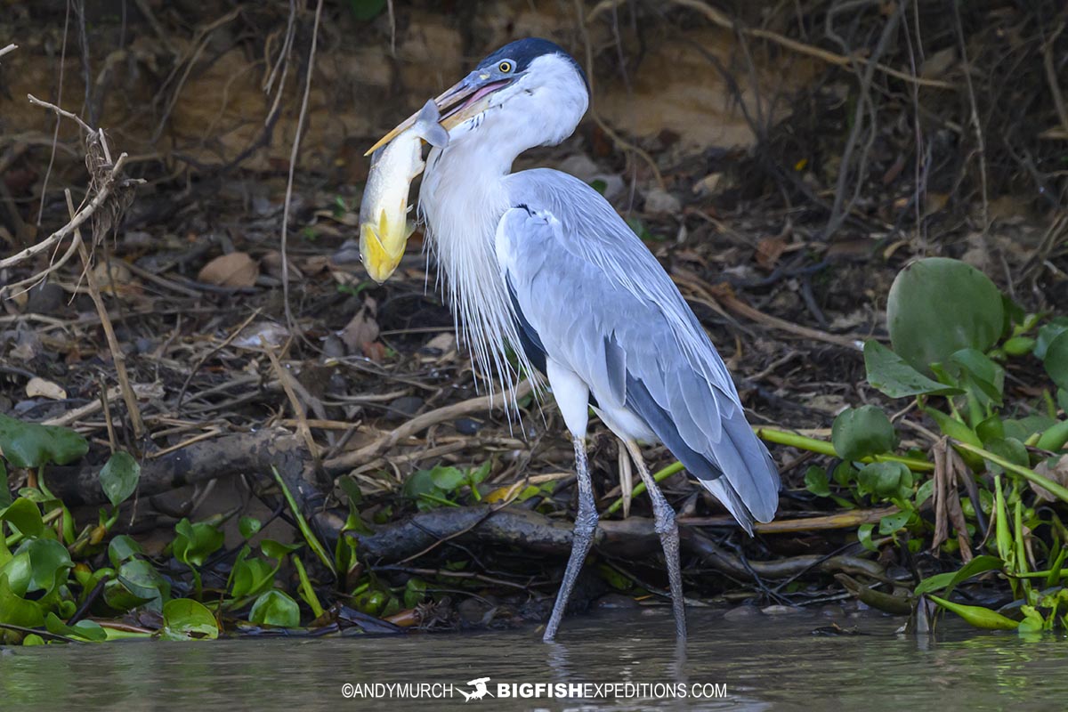Cocoi heron fishing with bait.