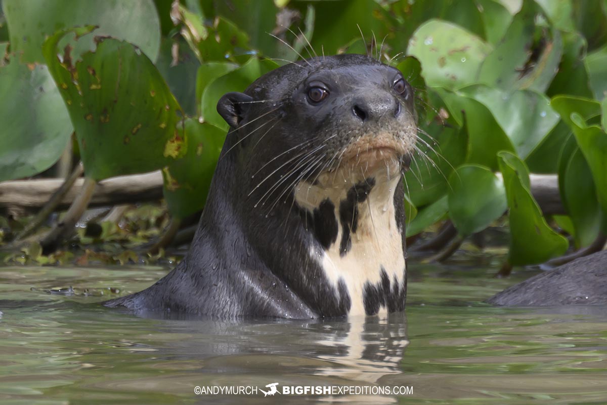 Giant River Otter in the Pantanal.