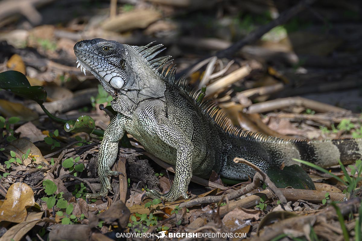 Green iguana in the Pantanal.