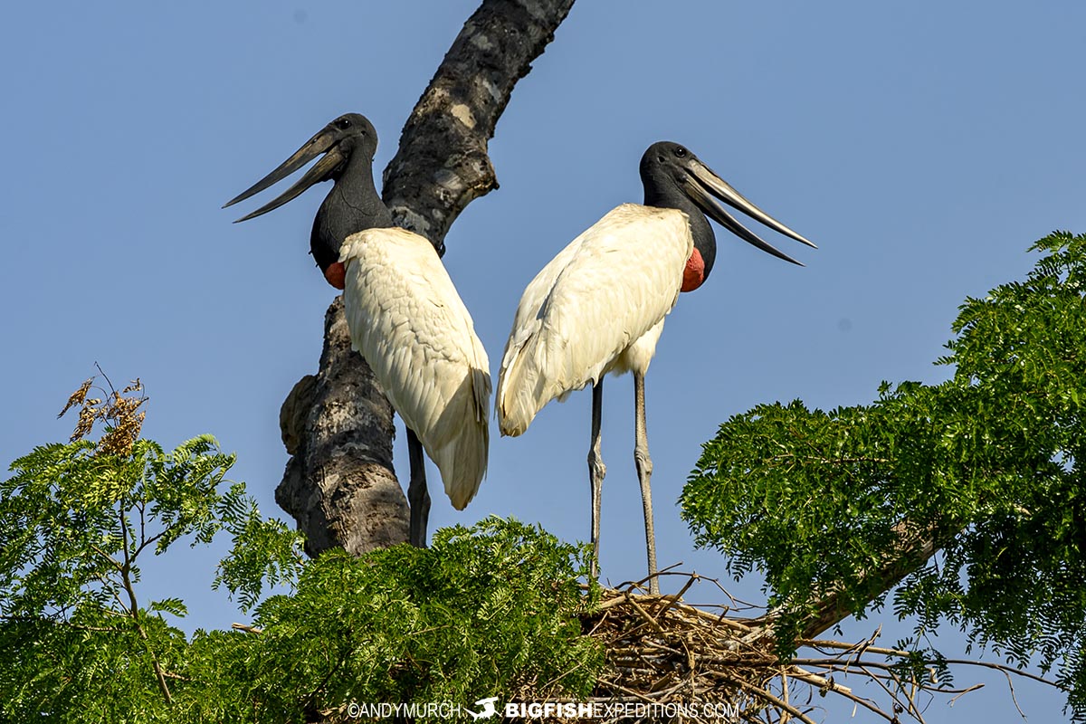 Jabiru Storks on a nest in the Pantanal.