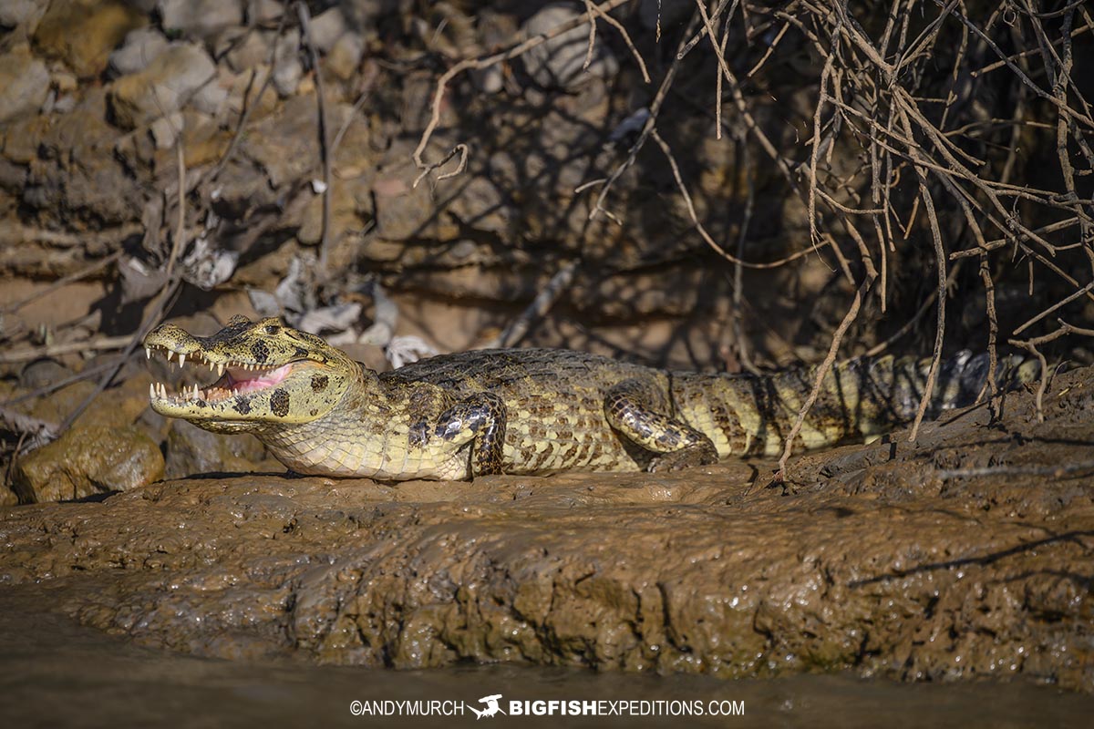 Jacare caiman in the Pantanal - favorite food of jaguars!