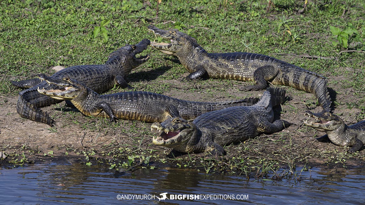 Jacare Caiman in the Pantanal.