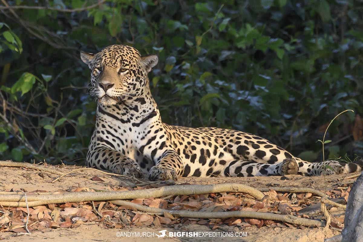 Akaloi. A Jaguar in the Pantanal.