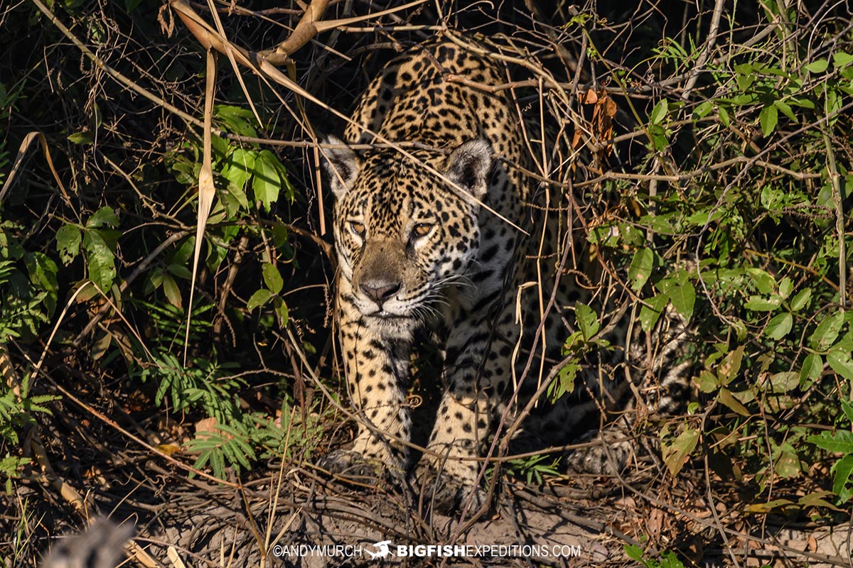 Jaguar photography tour.
