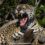 Jaguar and Ocelot Photography Tour 2026 Week One