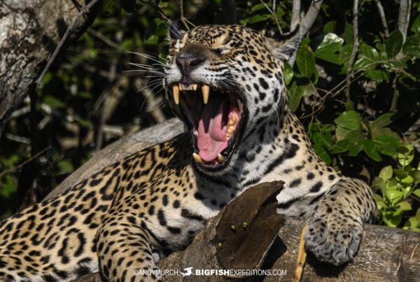 Jaguar photography tour.