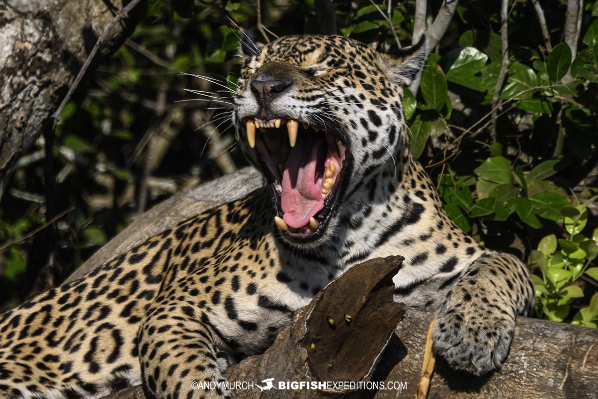 Jaguar photography tour.
