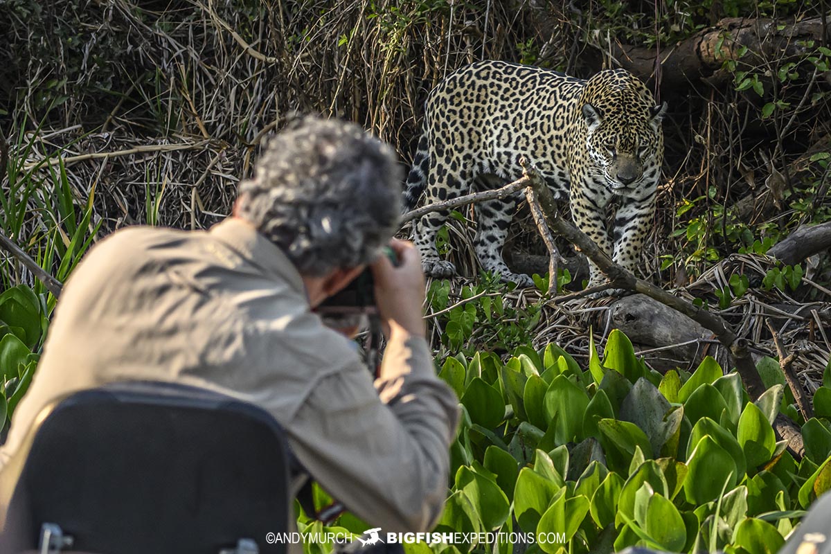 Jaguar photography tour.