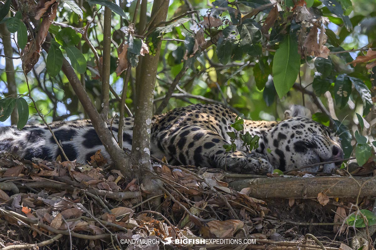 Jaguar sleeping next to the river.