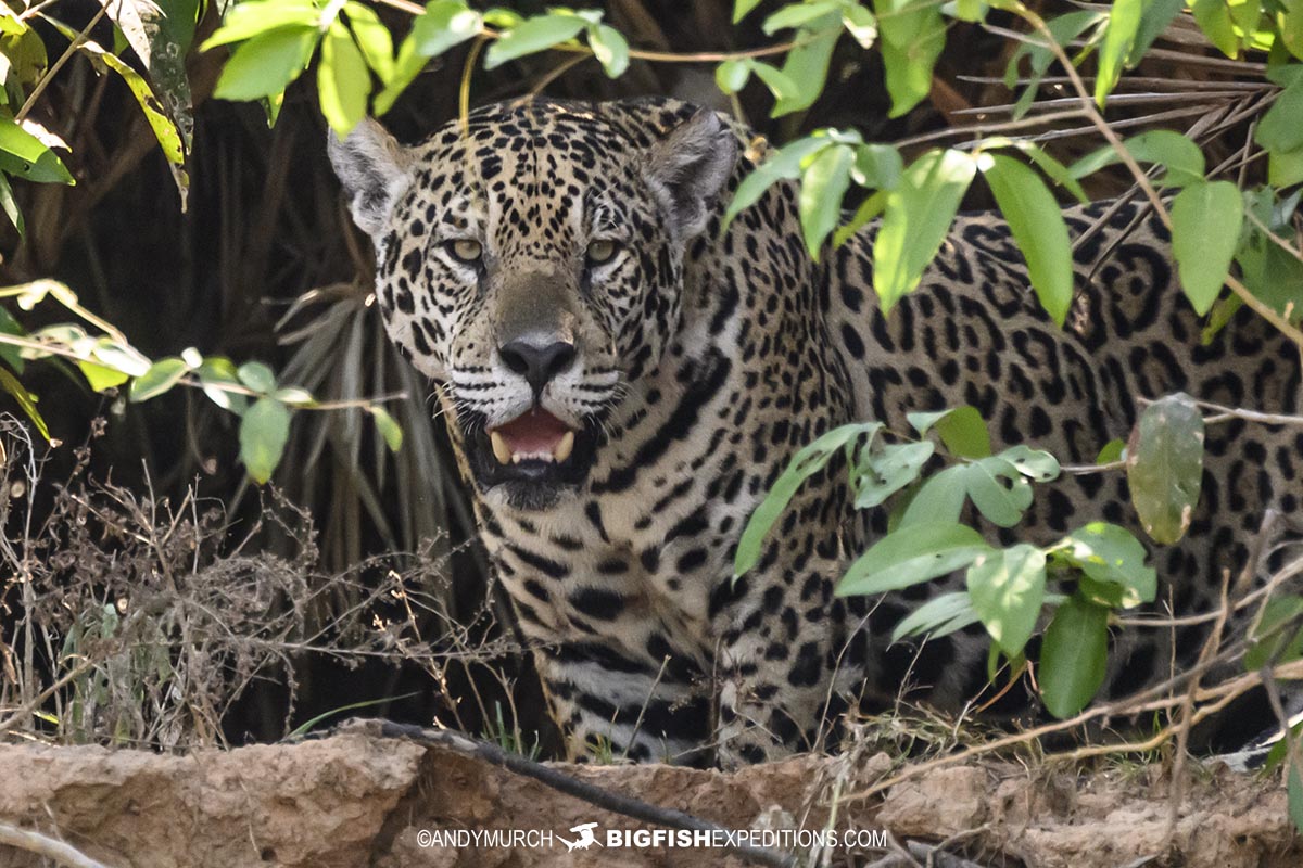 One of Cangacu's children. Jaguars in the the Pantanal tour.