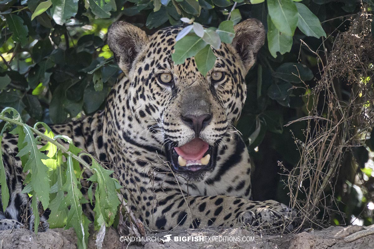 Cangacu. A large female jaguar from the Three Brothers River clan.