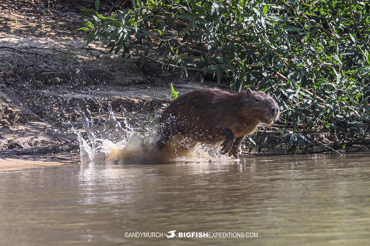Capybara scared into the water by a jaguar.
