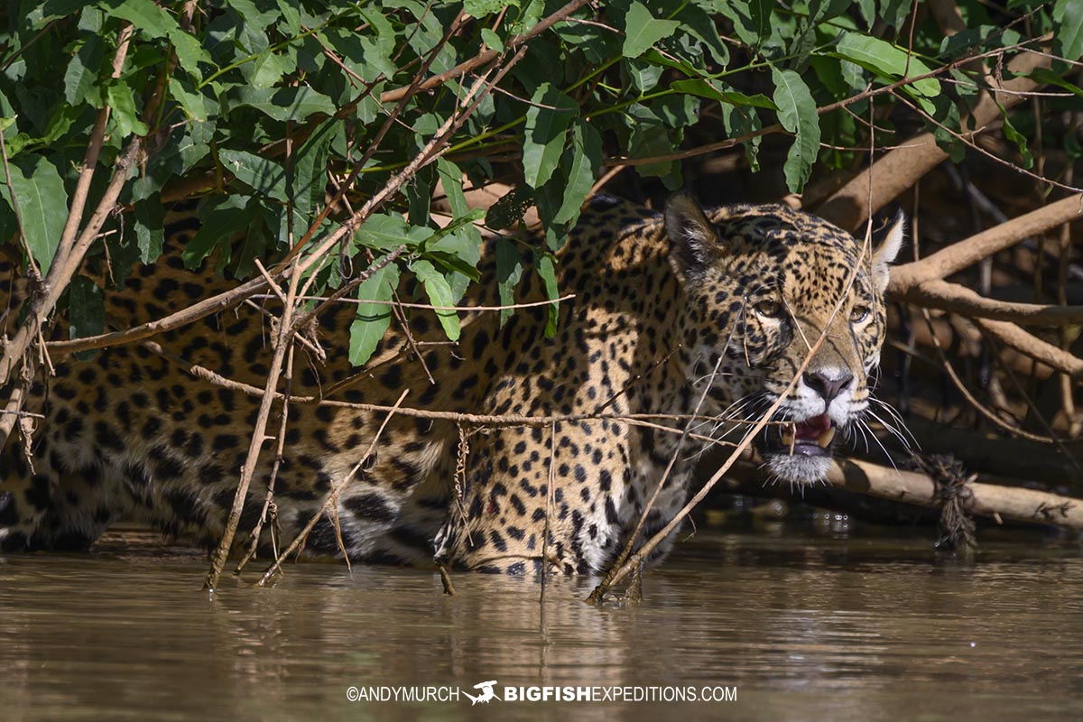 Saseka, a jaguar swimming in the Black Channel on our Jaguar Photography Tour.