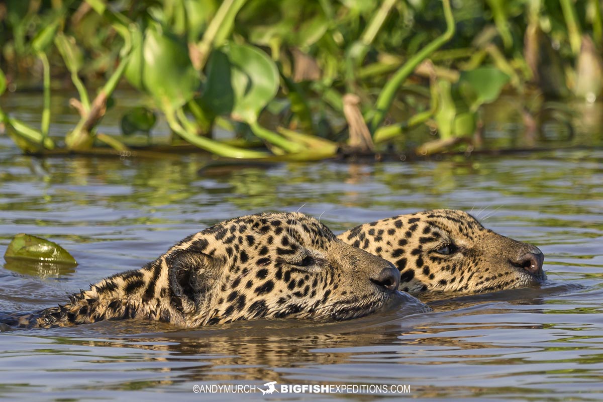 Jaguars swimming in the Black Channel on our Jaguar Photography Tour.