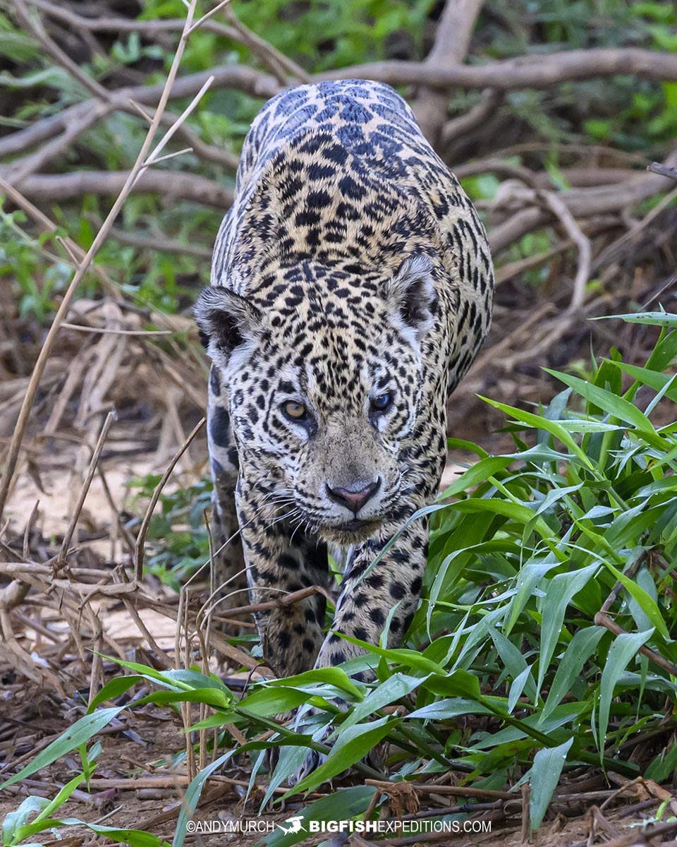 A jaguar named Patricia hunting in the Black Channel in the Brazilian Pantanal.