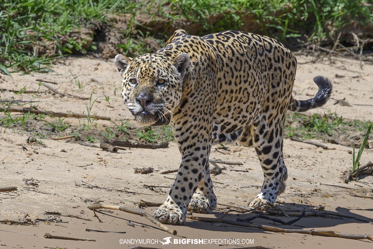 A jaguar named Ousado hunting in the Three Brothers River in the Brazilian Pantanal.