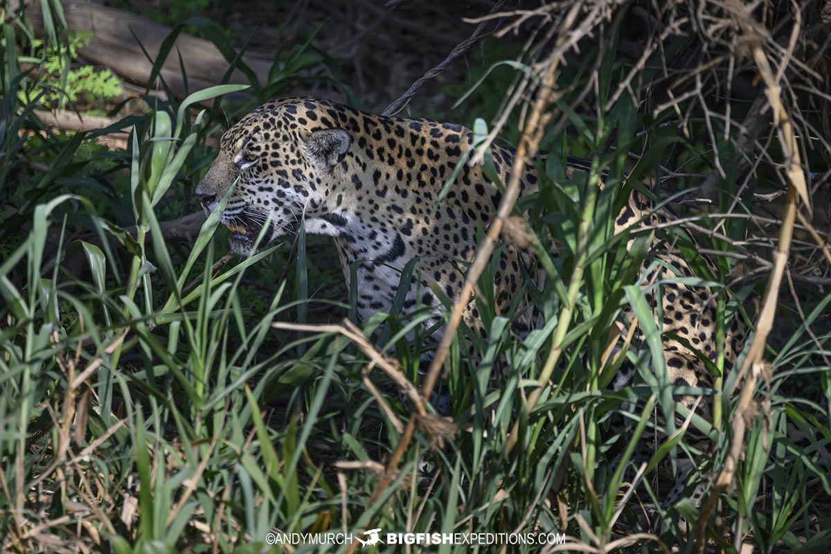A jaguar named Jaju. Jaguar tour in the Pantanal.