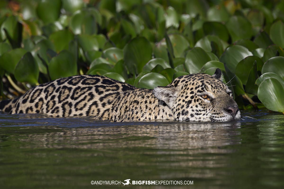 A jaguar named Marcela hunting in the Pantanal.