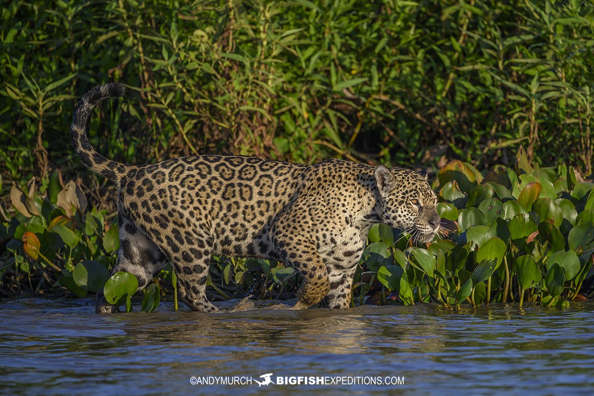 A jaguar named Marcela hunting in the Pantanal.