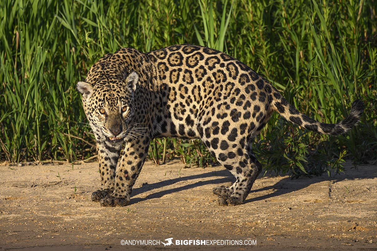 A jaguar named Marcela hunting in the Pantanal.